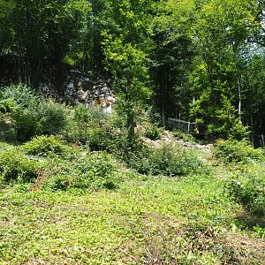 Second Eurasian lynx exhibit, 2020-07-12