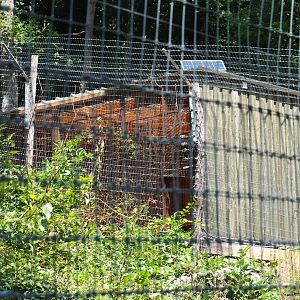 Eurasian lynx holding area, 2020-07-12