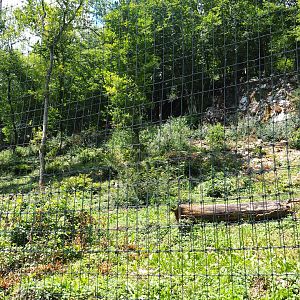 Second Eurasian lynx exhibit, 2020-07-12