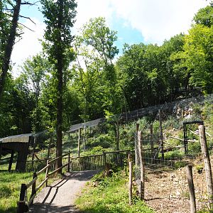 Second Eurasian lynx exhibit, 2020-07-12