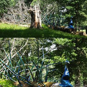 Strange peacock wood artwork, 2020-07-12