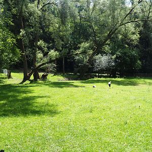European white stork exhibit, 2020-07-12