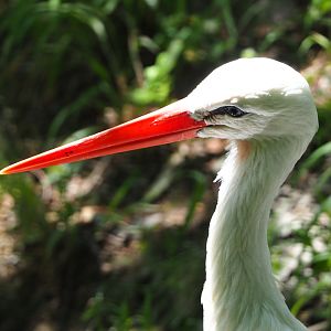 European white stork (Ciconia ciconia ciconia), 2020-07-12
