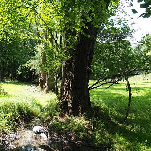 European white stork exhibit, 2020-07-12