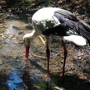European white stork (Ciconia ciconia ciconia), 2020-07-12