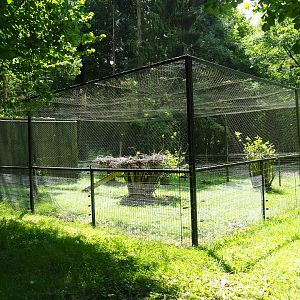 European white stork holding aviary, 2020-07-12