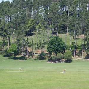 Forest area in the large mixed hoofstock paddock in the Lesse valley/Lower area of the wildlife park, 2020-07-12