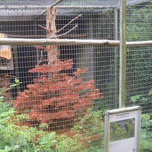 Nordsjællands Fuglepark - Chestnut-fronted macaw aviary