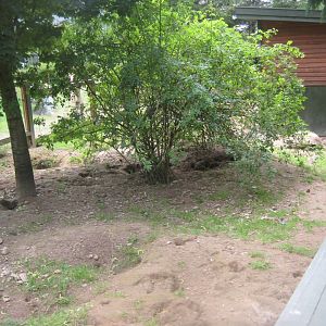Nordsjællands Fuglepark - Meerkat/tortoise exhibit