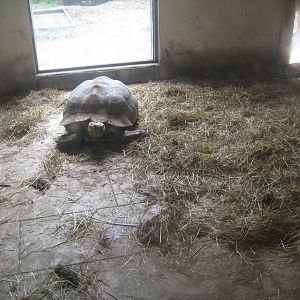Nordsjællands Fuglepark - Meerkat/tortoise exhibit (indoor)