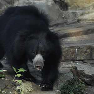 Sloth bear (Melursus ursinus)