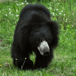 Sloth bear (Melursus ursinus)