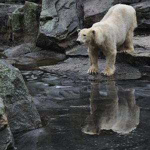 Polar bear (Ursus maritimus)