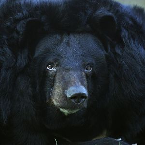 Asiatic Black Bear (Ursus thibetanus)