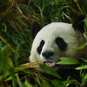 Giant panda (Ailuropoda melanoleuca)