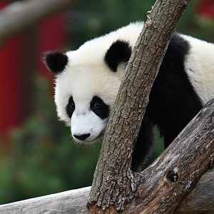 Giant panda (Ailuropoda melanoleuca)