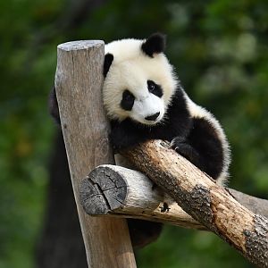 Giant panda (Ailuropoda melanoleuca)