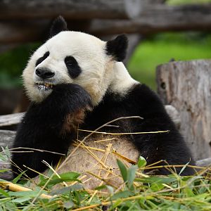 Giant panda (Ailuropoda melanoleuca)