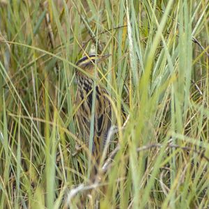 Aquatic warbler, Acrocephalus paludicola