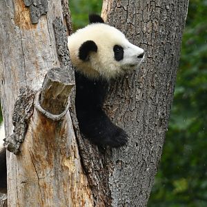 Giant panda (Ailuropoda melanoleuca)