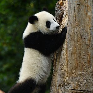 Giant panda (Ailuropoda melanoleuca)