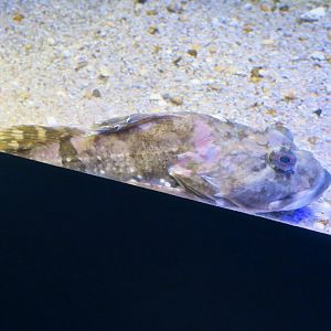Shorthorn Sculpin (Myoxocephalus scorpius)