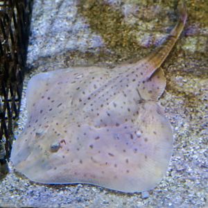 Little Skate (Leucoraja erinacea)