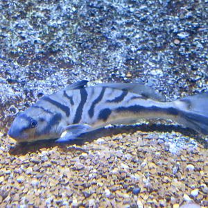 Northern Kingfish (Menticirrhus saxatilis)