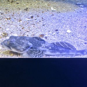 Longhorn Sculpin (Myoxocephalus octodecemspinosus)