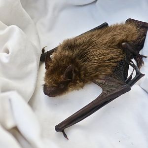 Big Brown Bat (Eptesicus fuscus) - Earthplace