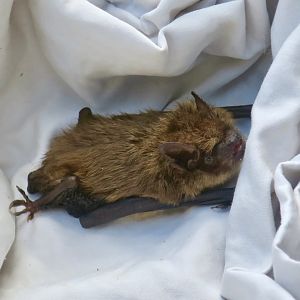 Big Brown Bat (Eptesicus fuscus) - Earthplace