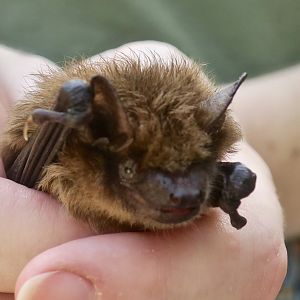 Big Brown Bat (Eptesicus fuscus) - Earthplace