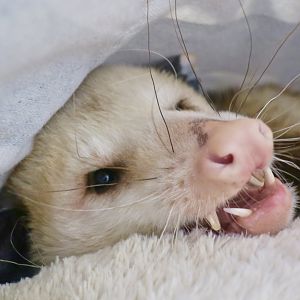 Virginia Opossum (Didelphis virginiana) - Earthplace