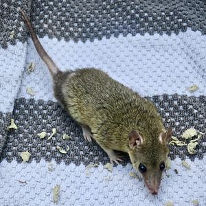 Gray Short-Tailed Opossum (Monodelphis domestica) - Earthplace