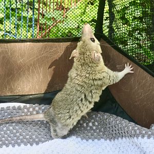 Gray Short-Tailed Opossum (Monodelphis domestica) - Earthplace