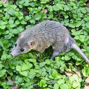 Gray Short-Tailed Opossum (Monodelphis domestica) - Earthplace