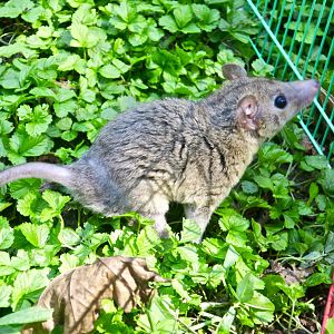 Gray Short-Tailed Opossum (Monodelphis domestica) - Earthplace