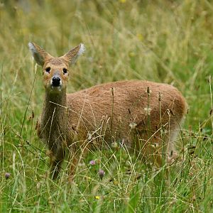Chinese water deer (Hydropotes inermis)