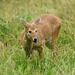 Chinese water deer (Hydropotes inermis)