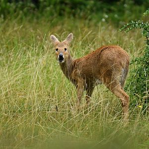 Chinese water deer (Hydropotes inermis)
