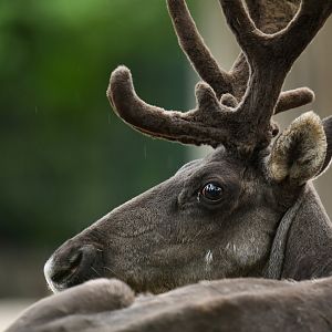 Finnish forest reindeer (Rangifer tarandus fennicus)