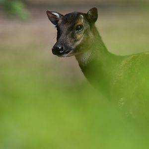 Visayan spotted deer (Rusa alfredi)