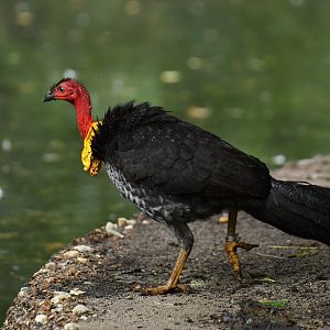 Australian brush-turkey (Alectura lathami)
