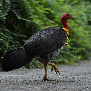 Australian brush-turkey (Alectura lathami)