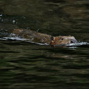 European beaver (Castor fiber)