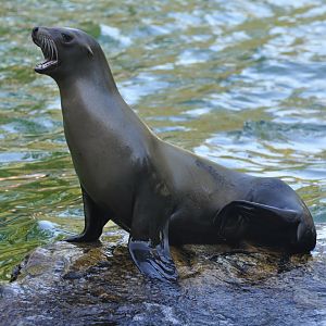California sea-lion (Zaophus californianus)
