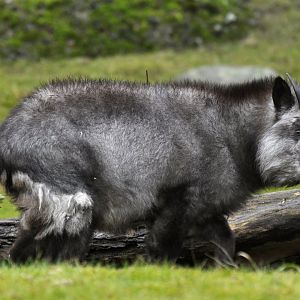 Japanese serow (Capricornis crispus)