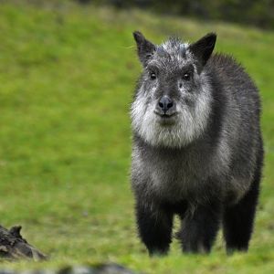 Japanese serow (Capricornis crispus)