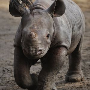 Black rhinoceros (Diceros bicornis)