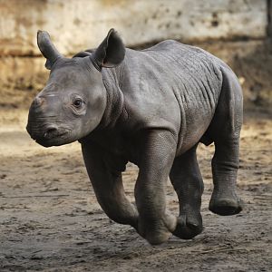 Black rhinoceros (Diceros bicornis)